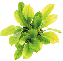 Pohled shora na akvarijní rostlinu Echinodorus se zelenými listy