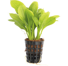 Akvarijní rostlina v květináči