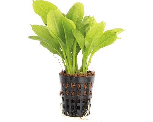 Akvarijní rostlina v květináči