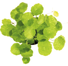 Pupečník asijský v květináči