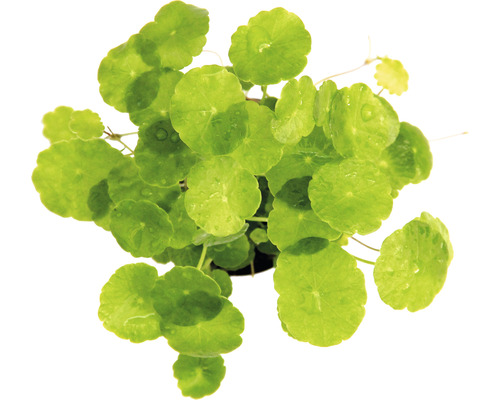 Vodní rostlina Hydrocotyle verticillata Pupečník asijský v květináči