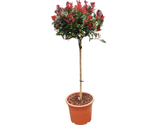 Blýskalka zakrslá na kmínku FloraSelf 'Little Red Robin' kmen 40 cm květináč 6 l Pokojová rostlina Photinia v květináči