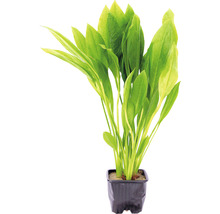 Akvarijní rostlina v květináči