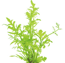 Zelená akvarijní rostlina