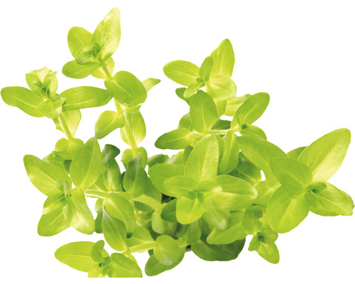 Vodní rostlina Bacopa caroliniana, emers Vodní rostlina se zelenými listy