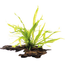 Akvarijní rostlina na kořenovém dřevě