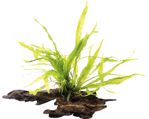 Vodní rostlina Microsorum pteropus na kořeni Akvarijní rostlina na kořenovém dřevě