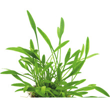 Akvarijní rostlina se zelenými listy pro sladkovodní akvária