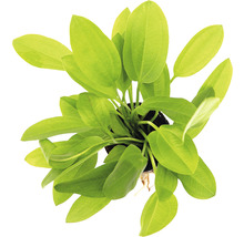 Pohled shora na akvarijní rostlinu se zelenými listy v květináči