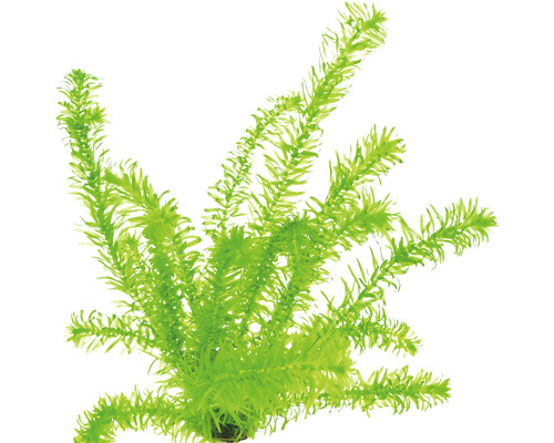 Vodní rostlina Egeria densa, tropische Art Umělá vodní rostlina pro akvária