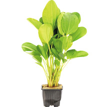 Echinodorus akvarijní rostlina v květináči