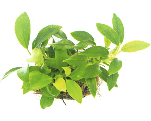 Vodní rostlina Anubias nana Bonsai Pohled shora na akvarijní rostlinu ve svazku