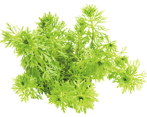 Bahnatka bezstopečná Limnophila sessiliflora Vodní rostlina s jemnými listy pro akvária
