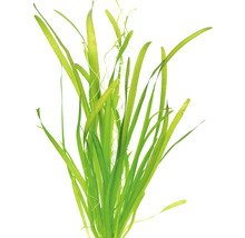 Akvarijní rostlina Vallisneria spiralis