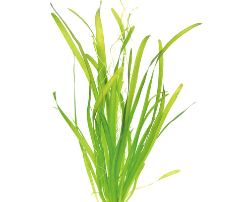 Vodní rostlina Vallisneria americana ´Gigantea´allisner Akvarijní rostlina Vallisneria spiralis