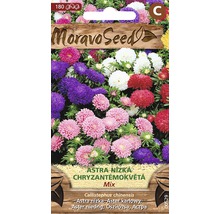 Moravo Seed astra nízká chryzantémokvětá směs semen