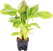 Akvarijní rostlina v květináči