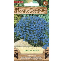 Balení semen lobelky
