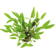 Akvarijní rostlina šípovka v květináči