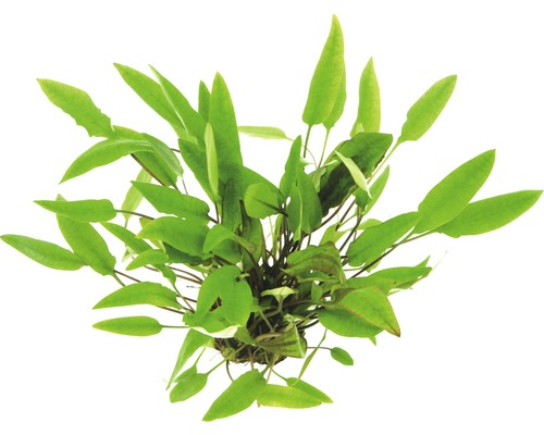 Vodní rostlina Cryptocoryne affinis C 400 Akvarijní rostlina šípovka v květináči