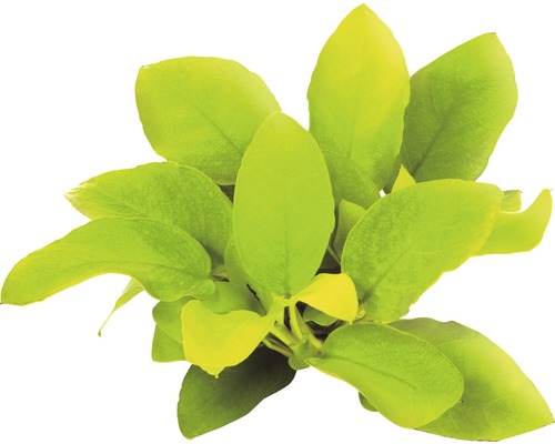 Anubias zakrslá Anubias nana Gold Akvarijní rostlina s širokými listy