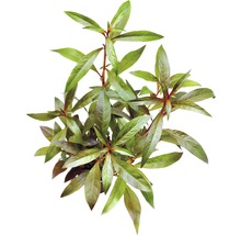 Bahnatka střídavokvětá rostlina se zelenými listy