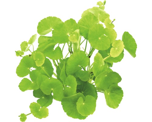 Vodní rostlina Hydrocotyle leucocephala Pupečník, vodní rostlina s kulatými listy