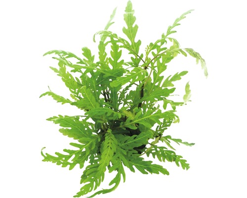 Mokřanka peřenoklaná Hygrophila pinnatifida Pohled shora na vodní rostlinu