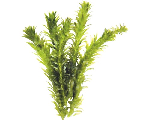 Morovinka hustolistá Egeria densa Vodní rostlina