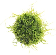 Mechová koule do akvárií