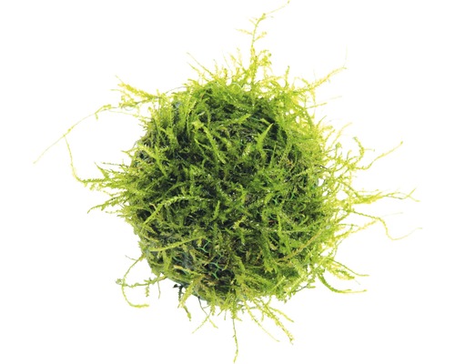 Vodní rostlina Biosphere Ball Mechová koule do akvárií