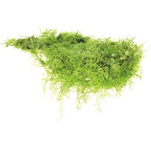 Akvarijní rostlina pramenička na bílém pozadí