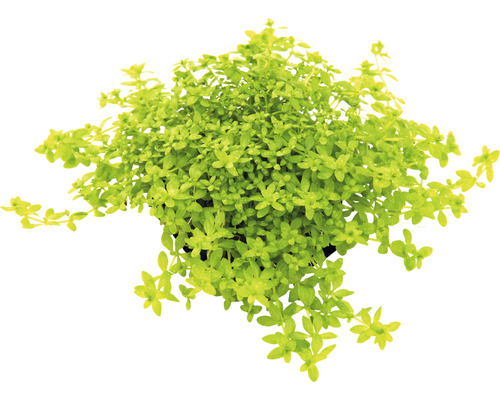 Hemianthus glomeratus Zelená rostlina v květináči