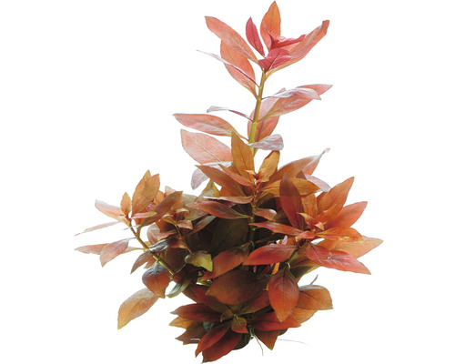Vodní rostlina Ludwigia repens 'Rubin' Vodní rostlina s načervenalými listy pro akvária