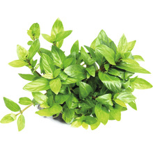 Vodní rostlina se zelenými listy