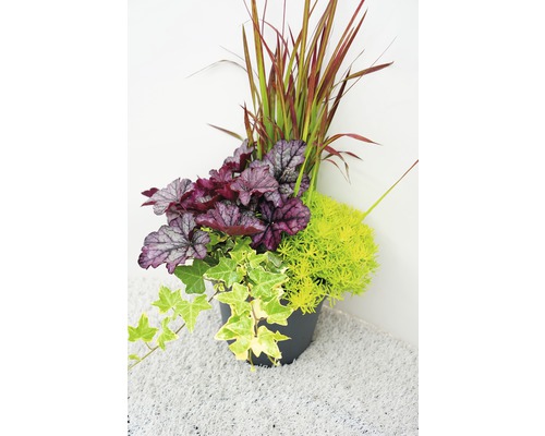 Květináč s bohyškou, ostřicí, rozchodníkem a břečťanem