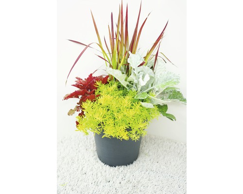 Květinové aranžmá s různými rostlinami v květináči