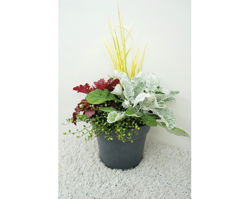 Květinové aranžmá v květináči s okrasnými travinami, starčekem stříbrným a půdopokryvnou rostlinou