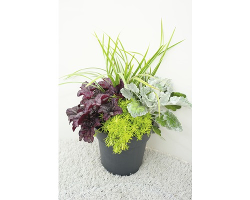 Květinové aranžmá s Heucherou, starčkem přímořským a zelenými rostlinami v květináči