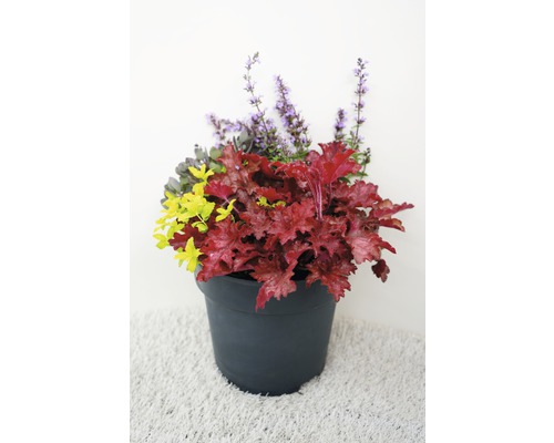 Květinové aranžmá s dlužichou, šalvějí a okrasným keřem v květináči