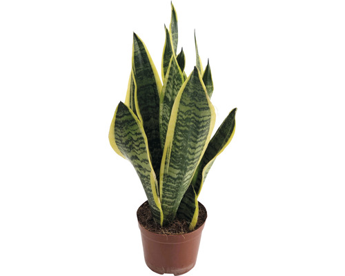 Tchýnin jazyk FloraSelf Sansevieria superba 35-45 cm květináč Ø 14 cm