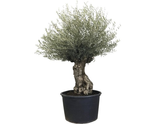 Olivovník v květináči