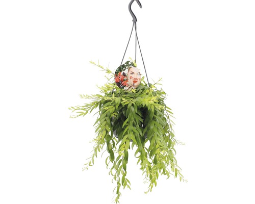 Rděnka FloraSelf Aeschynanthus kultivar'Japhro' výška 25-35 cm květináč Ø 15 cm Závěsná rostlina v květináči se závěsem