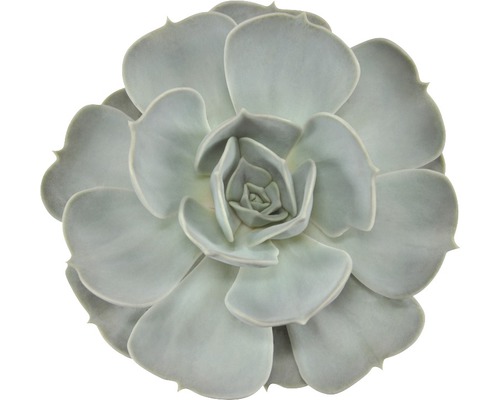 Pupovice Echeveria lilacina výška 14-17 cm květináč Ø 12 cm