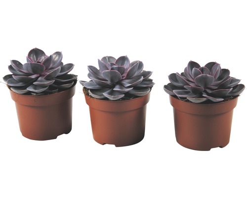 Pupovice Echeveria x hybrid 'Purple Pearl' výška 14-20 cm květináč Ø 12 cm 1 ks Tři rostliny Echeveria v květináčích