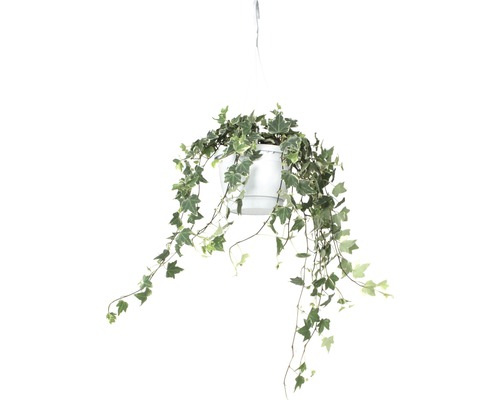 Závěsná rostlina břečťan v květináči