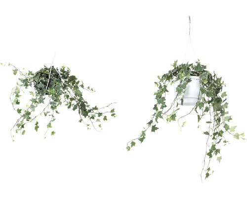 Dvě rostliny břečťanu v závěsných koších