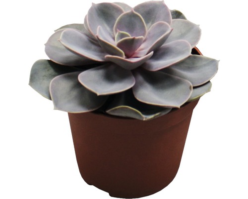 Sukulentní rostlina v květináči