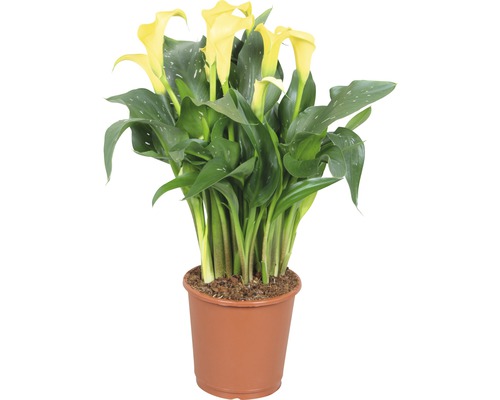 Kala, kornoutice FloraSelf Zantedeschia 'Sunclub' 40-45 cm květináč Ø 13 cm žlutá Žlutá Kála pokojová rostlina v květináči
