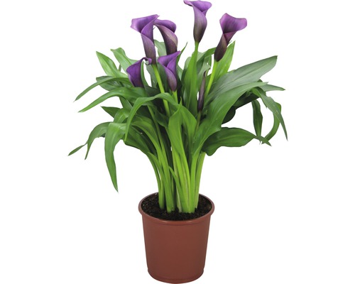 Kornoutovka fialová FloraSelf Zantedeschia 'Paco' 40-45 cm květináč Ø 13 cm Kala rostlina v květináči s fialovými květy